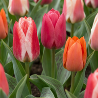Tulpenbollen Greigii mix