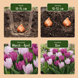 Tulpenbollen Prince mix