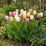 Tulpenbollen Sorbet mix