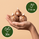 Krokusbollen White