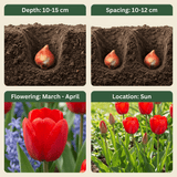 Tulipanløg Triumph Red