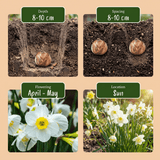 Daffodil bulbs White Petticoat