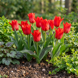 Tulpenbollen Greigii Red