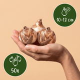 Narcisbollen Tête-à-Tête XL bollen