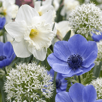 Blomsterløg mix Solrig have
