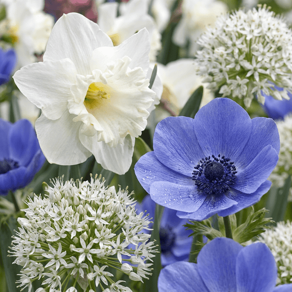 Bloembollen mix Zonnige tuin