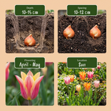 Tulpenbollen Ballade mix