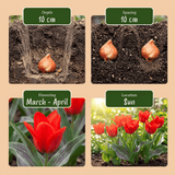 Tulpenbollen Greigii Red