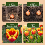 Tulpenbollen Triumph mix