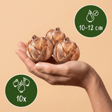 Narcisbollen Replete