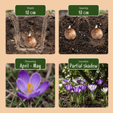 Bloembollen mix Schaduwtuin