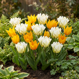 Tulipanløg Sunbath