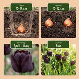 Tulipanløg Black
