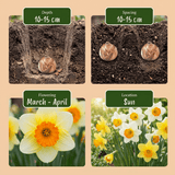 Narcisbollen Large Cupped mix