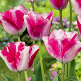 Tulpenbollen Mata Hari