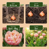 Tulipanløg Peaches & Kisses