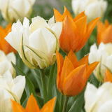 Tulipanløg Sunbath