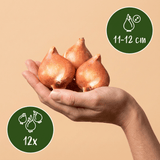 Tulpenbollen Mata Hari