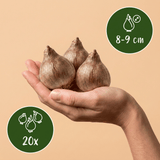 Summer snowflake bulbs Aestivum