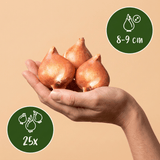 Tulpenbollen Praestans mix