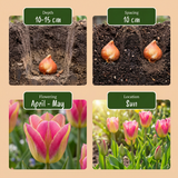 Tulpenbollen Striped Crown