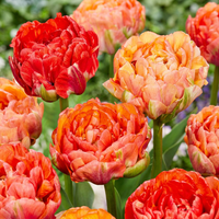 Tulpenbollen Gudoshnik Double