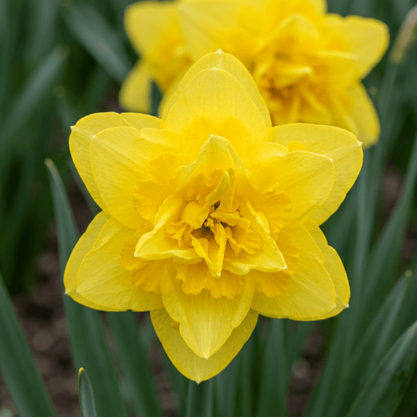 Narcisbollen Golden Ducat