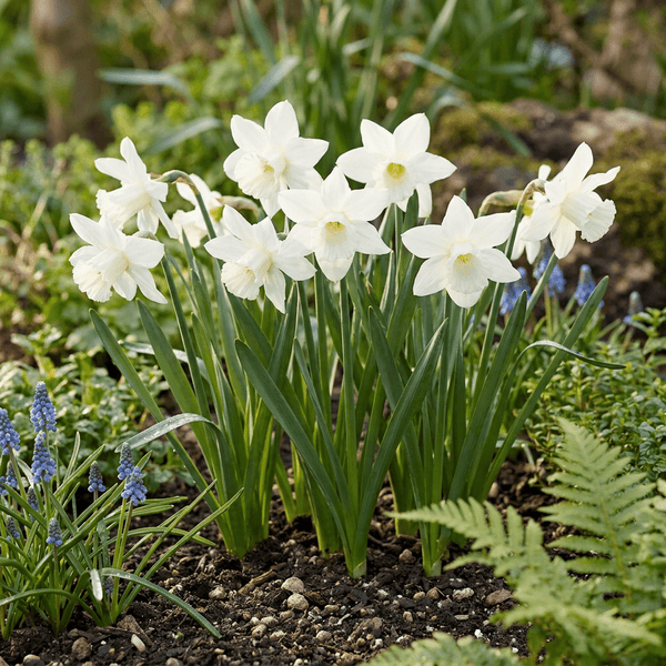 Narcisbollen Triandrus Thalia