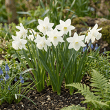 Narcisløg Triandrus Thalia