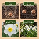 Flower bulb mix Moist garden