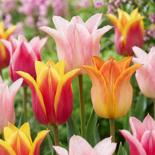 Bulbes de tulipe Ballade mélange