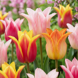 Tulpenbollen Ballade mix