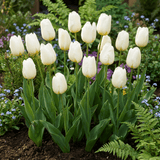 Tulpenbollen Triumph White