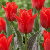 Tulpenbollen Greigii Red
