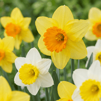 Narcisbollen Large Cupped mix