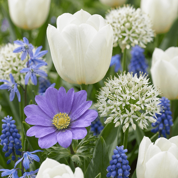 Bloembollen mix Blauw