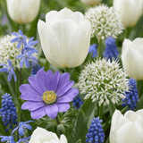 Blomsterløg mix Blå