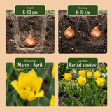 Tulpenbollen Sylvestris