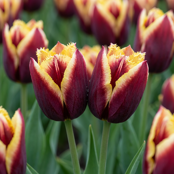 Bulbes de tulipe My Favourite Topping