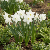 Narcisbollen Botanical White mix
