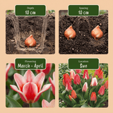 Tulpenbollen Greigii mix
