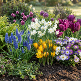 Blomsterløg mix Farverig