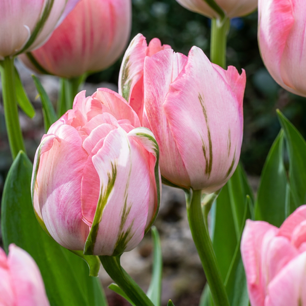 Bulbes de tulipe Double Pink