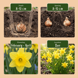 Narcisbollen Tête-à-Tête XL bollen