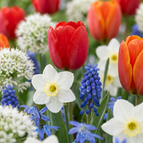 Bloembollen mix Bulbs from Holland