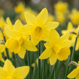 Daffodil bulbs February Gold