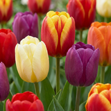 Tulpenbollen Triumph mix