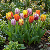 Tulpenbollen Flaming Beauty mix