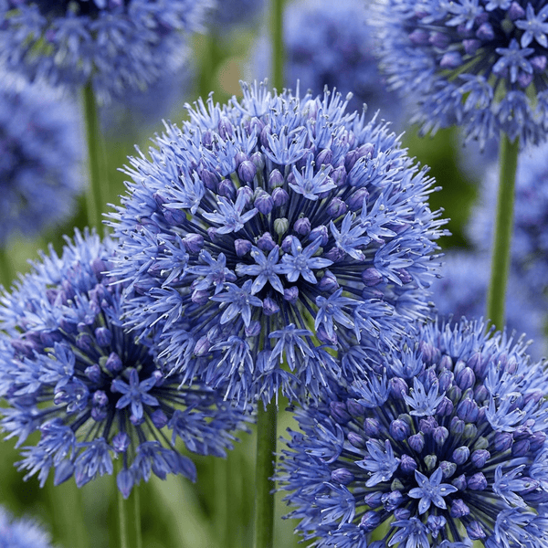 Prydløg Caeruleum