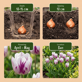 Tulpenbollen Flaming Flag